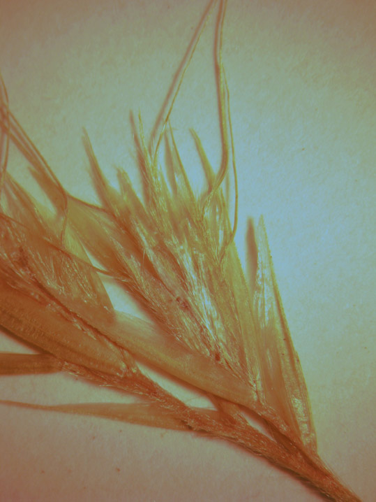 trisetum sclerophyllum tipo